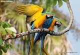 Blue-throated Macaw动物图片Animal Pictures