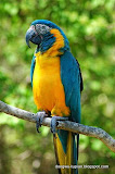 Blue-throated Macaw动物图片Animal Pictures