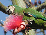 Chestnut-Fronted Macaw动物图片Animal Pictures