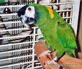 Yellow-collared Macaw动物图片Animal Pictures