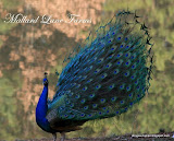 动物图片Animal Pictures- Peafowl