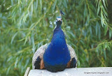 动物图片Animal Pictures- Peafowl
