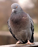 动物图片Animal Pictures- pigeon