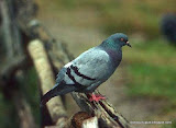 动物图片Animal Pictures- Rock Pigeon