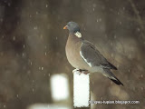 动物图片Animal Pictures- Snow Pigeon