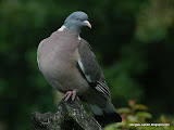动物图片Animal Pictures- Common Wood Pigeon