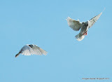 动物图片Animal Pictures- homing pigeon