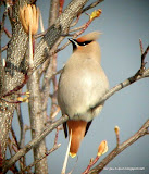 Bohemian Waxwing动物图片Animal Pictures