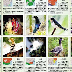 评不了国鸟，先评省鸟