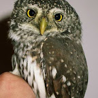 东北最小的猫头鹰——花头鸺鹠( Pigmy Owlet)