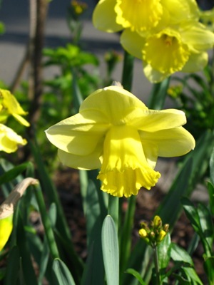 daffodils