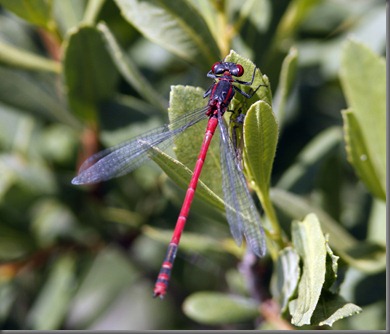 10_07_03_new_forest_119_large_red_damsel