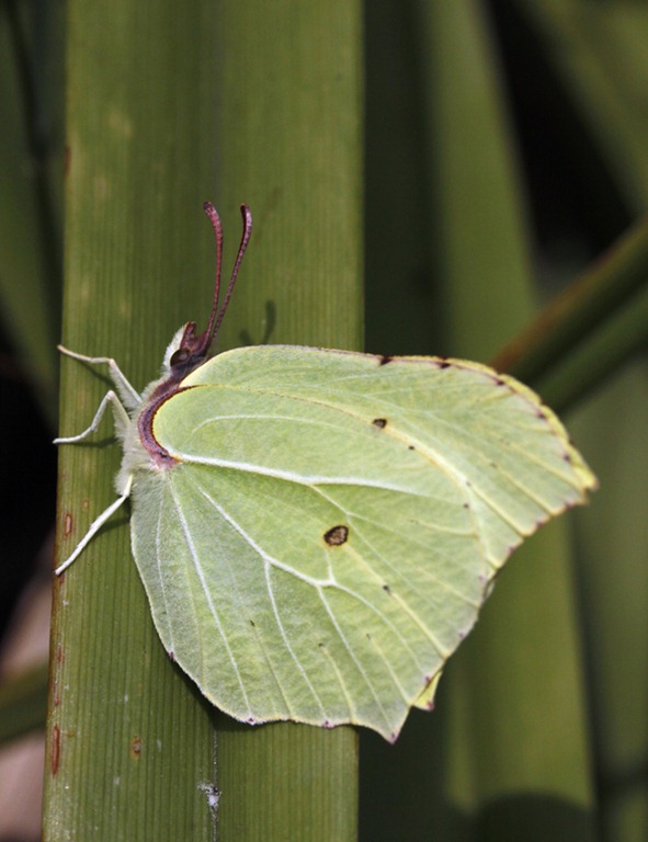 [10_07_24_longfield_102_brimstone[3].jpg]