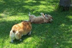 [dogsout[5].jpg]