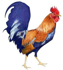[171rooster_3[4].jpg]