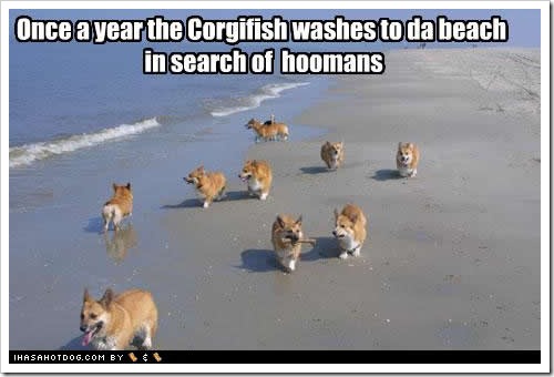 funny-dog-pictures-corgifish-hoomans