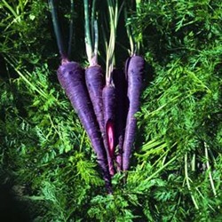 [Carrot_PurpleHaze[5].jpg]