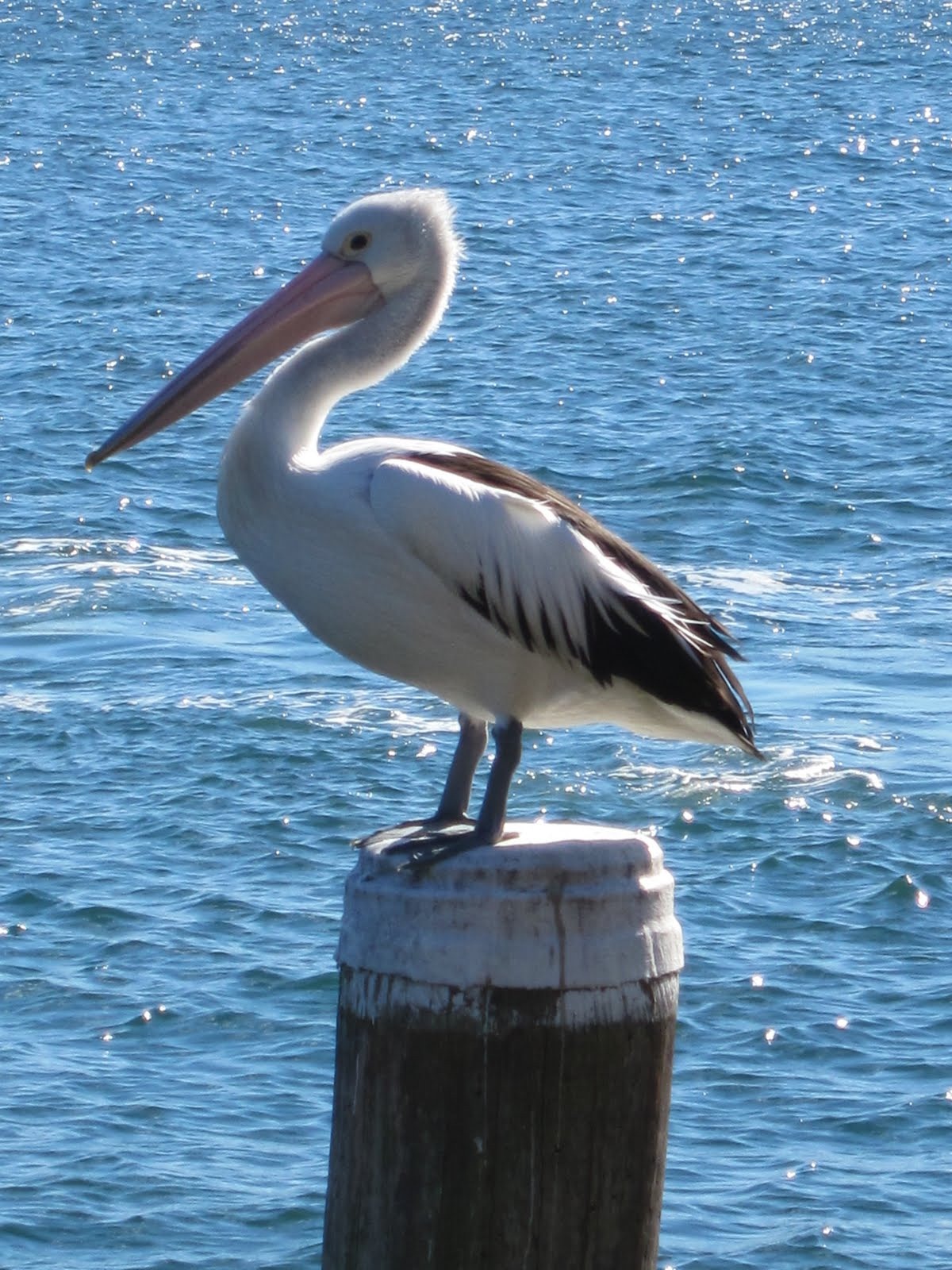 [Pelican @ Rose Bay 4[5].jpg]