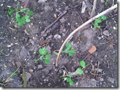 IMG00103-20100912-1635