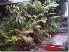 IMG00244-20110104-1958
