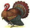 [turkey_thumb[2][3].jpg]