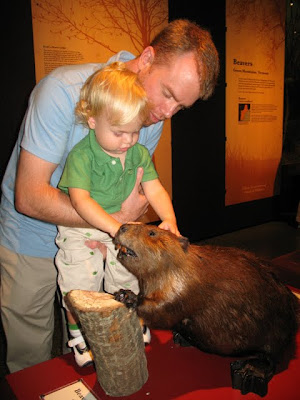 Making nice to the beaver