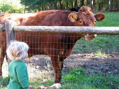 Sup cow?