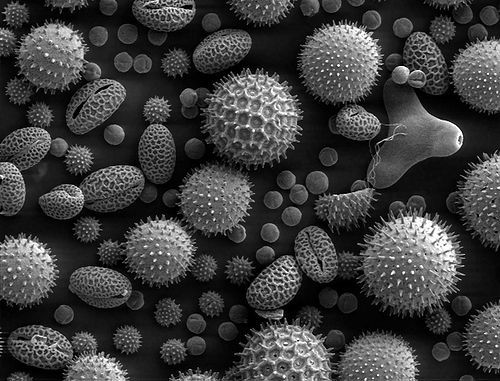 Allergens Allergens