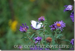 DSC_0057 DSC_0057