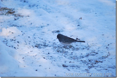 DSC_0001 DSC_0001