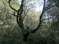 Forked Tree Photo