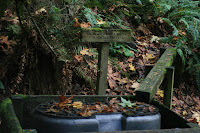 Horse Watering Hole Photo