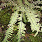 Five-finger Fern