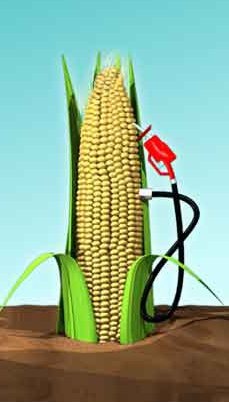 [Corn Ethanol[4].jpg]