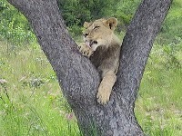 [1-1227141660-lion-in-a-tree-relaxing[3].jpg]