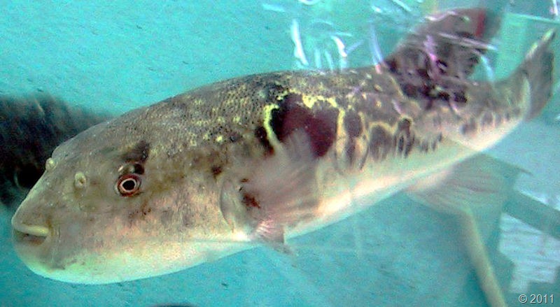 [800px-Fugu_in_Tank119.jpg]