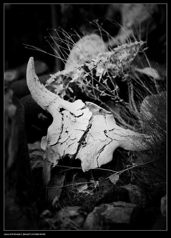 IMAGE: http://lh5.ggpht.com/_ux3BqxhvvGM/SptYwx-yAqI/AAAAAAAAGuY/sGVfXSgOvzM/s800/IMG_4385%20BW.jpg