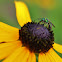 Augochlora Sweet Bee