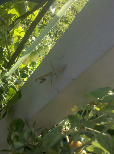 mantis says yum