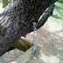 support cables should be tied to anchors that are drilled into the tree.