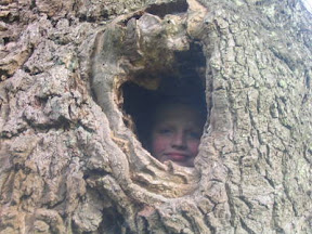 oak_tree_hollow.jpg