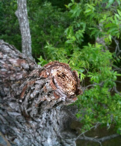 interesting picture of an old stub trying to heal and having a little trouble. IMG_1975.jpg