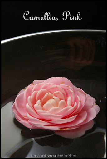 Camellia, Pink by ozakiyuyu