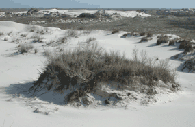 [back-country-dunes-near-Gri[3].gif]