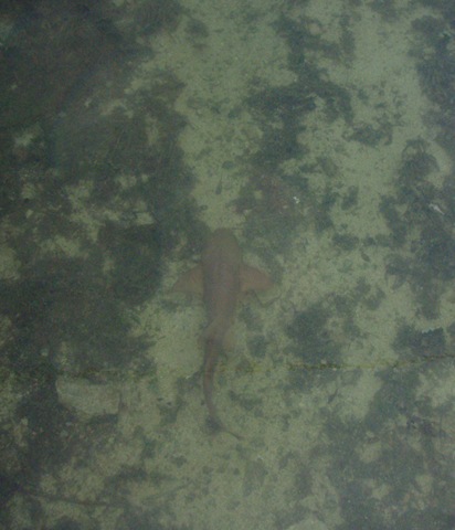 [Shark 001a[7].jpg]