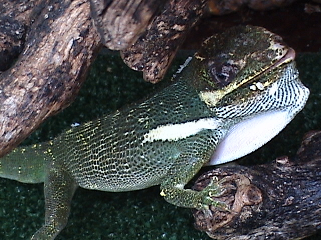 Anolis Cubano