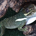 Anolis Cubano