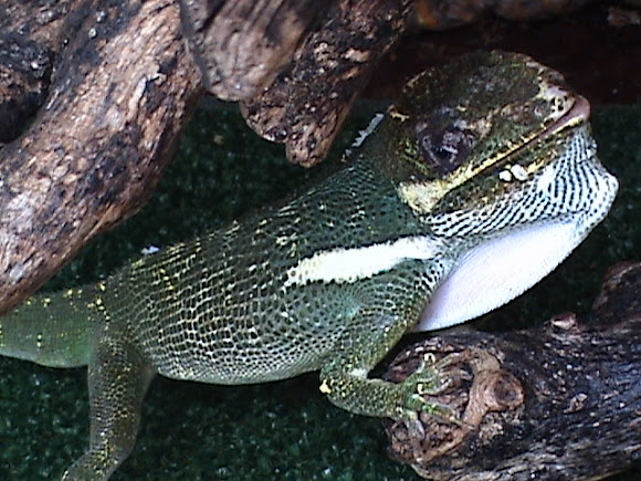 Spotting Image 1