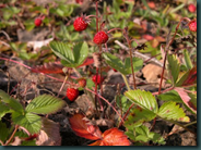 fragoline