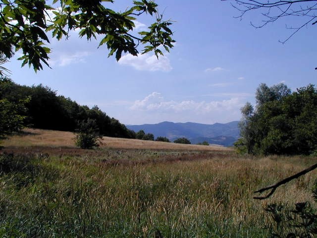 [prateria1[11].jpg]